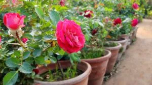 rose plant in clay pot