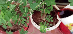 seaweed liquid in plants