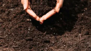 Soil Mixture for Rose Plants
