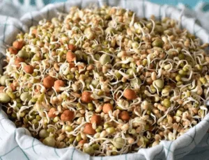 sprouts in wet cloth