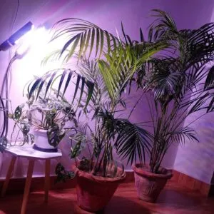artificial grow lights for plants