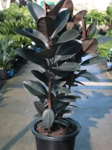 rubber plant