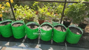 grow bags for gardening