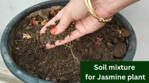 Best Soil Mixture for Jasmine Plant
