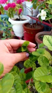 Why My Jasmine Plant is Not Flowering