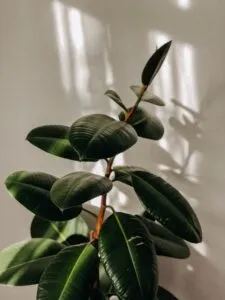 rubber plant