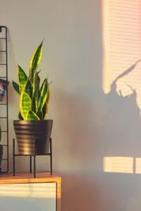 snake plant in indirect light
