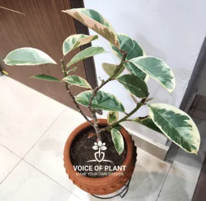 rubber plant golden