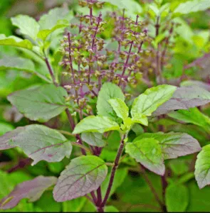 How to Revive a Dried Tulsi (Holy Basil) Plant