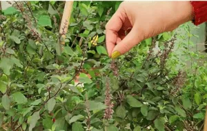 pruning of Manjaris