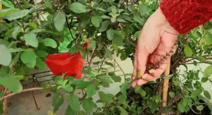 Pruning of Manjaris