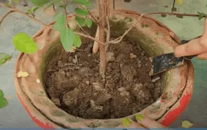 Tilling of soil