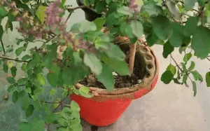 tulsi plant in 12 inch clay pot
