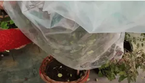 cover your tulsi plant with polythene