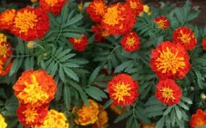 french-marigold