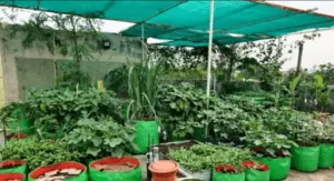 plants under green shade