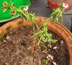 Hybrid Vinca affected by Fungus