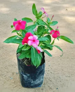 Vinca at nursery