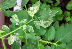 leaf miner on tomato leaves