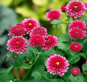 Chrysanthemum Plant Care Tips
