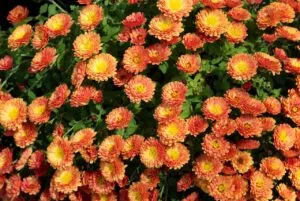 chrysanthemum