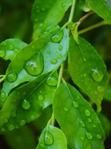 curry leaves
