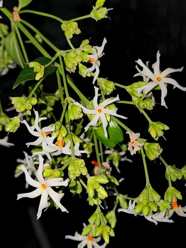 हरसिंगार (पारिजात) में फूल लाने के लिए अक्टूबर से पहले प्रूनिंग करें: जाने सही देखभाल