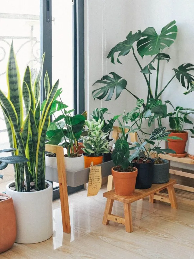 10 Best Houseplants for Your Living Room