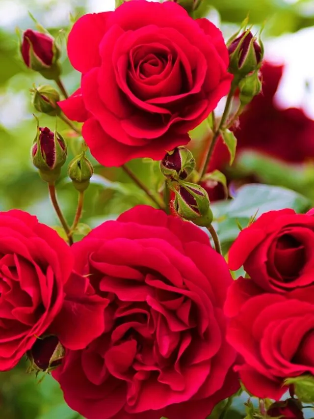 10 Best Flowering Plants to Grow at Home