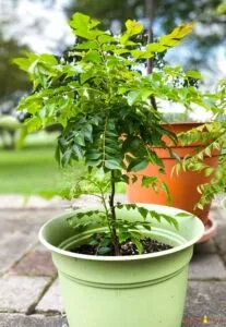 curry leaves plant in pot