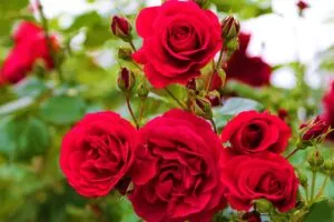 Rose Flowering Care and Tips in February