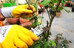Hard pruning of plant