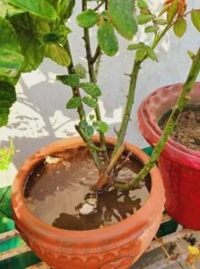 Avoid overwatering