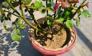 Dry soil of rose plant