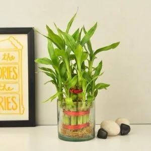 Lucky Bamboo plant