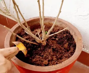 Fertilizer after hard pruning