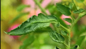 leaf curl in tomato plant