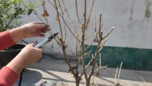 Hard Pruning of plant