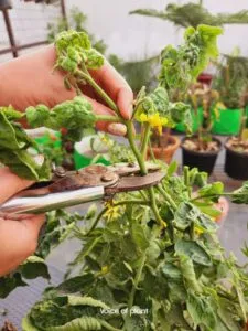 Pruning of affected leaf curl part