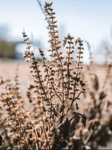 Why Tulsi Plant Keeps Drying Out?