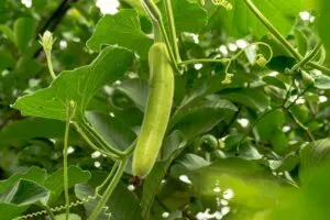 bottle gourd