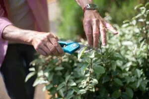 Light pruning of plant