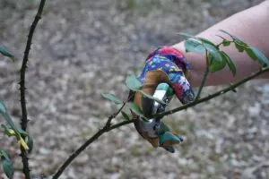 Pruning of stems