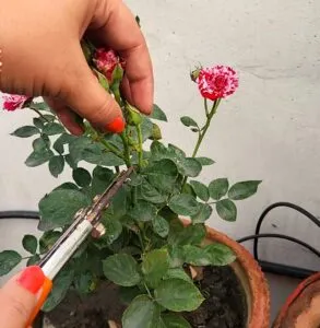 pruning rose plant