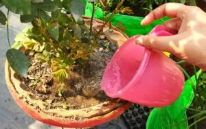 watering rose plant
