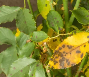 black spot on rose leaves