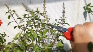 Tulsi ji pruning