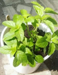 Why You Should Have a Tulsi (Holy Basil) Plant At Home.