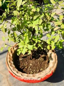 Tulsi plant soil