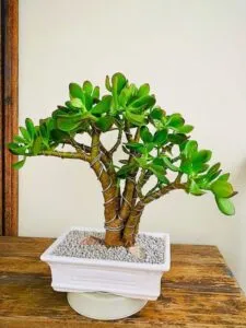 jade plant bonsai